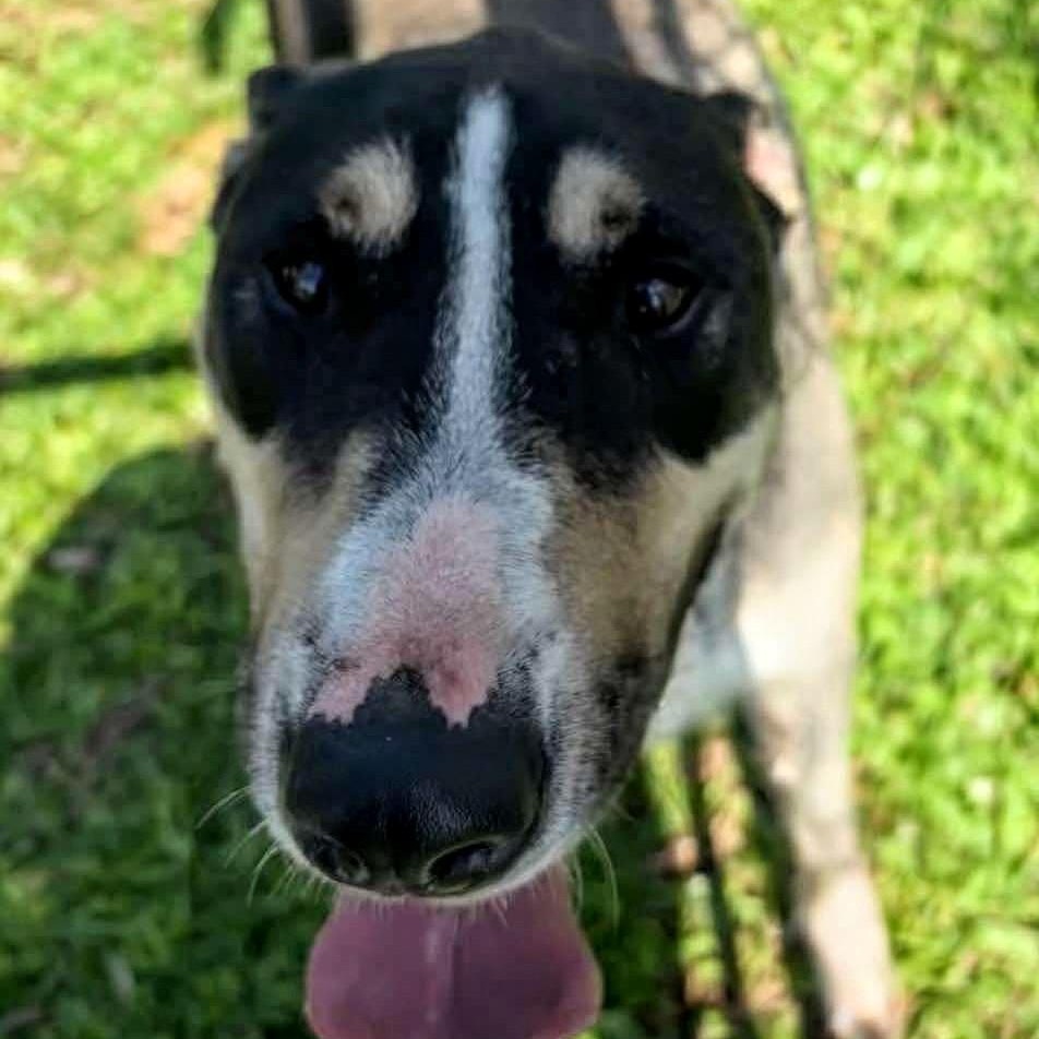 Beau, Adoptable, Adult Male Bull Terrier.