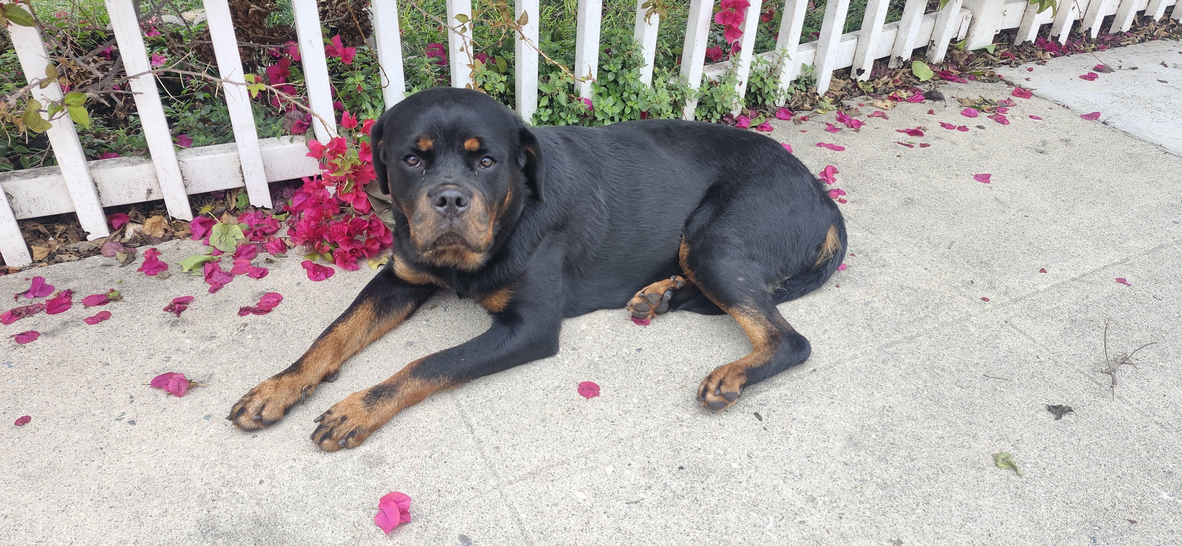 Unicorn, Adoptable, Puppy Female Rottweiler.