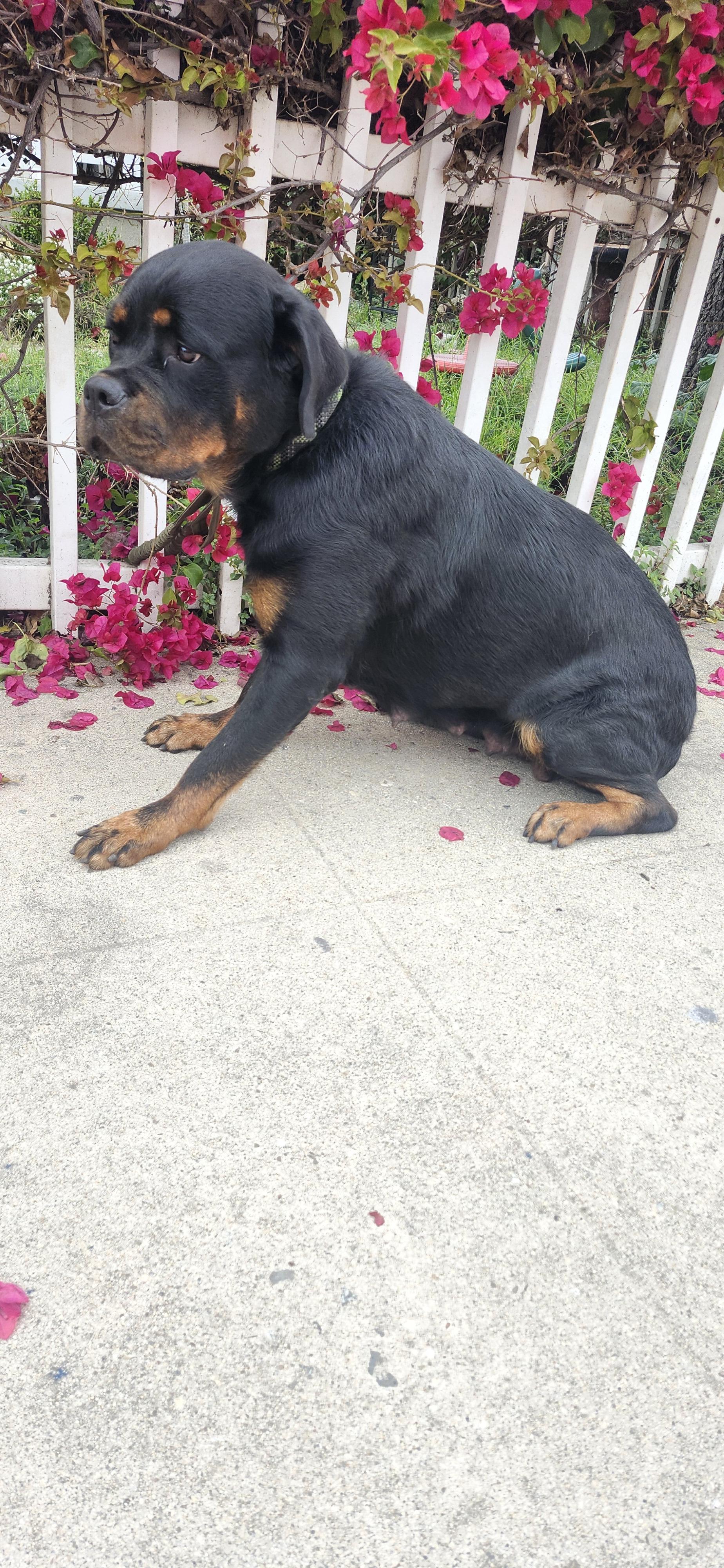 Unicorn, a Adoptable Rottweiler in Torrance, CA image 2/4