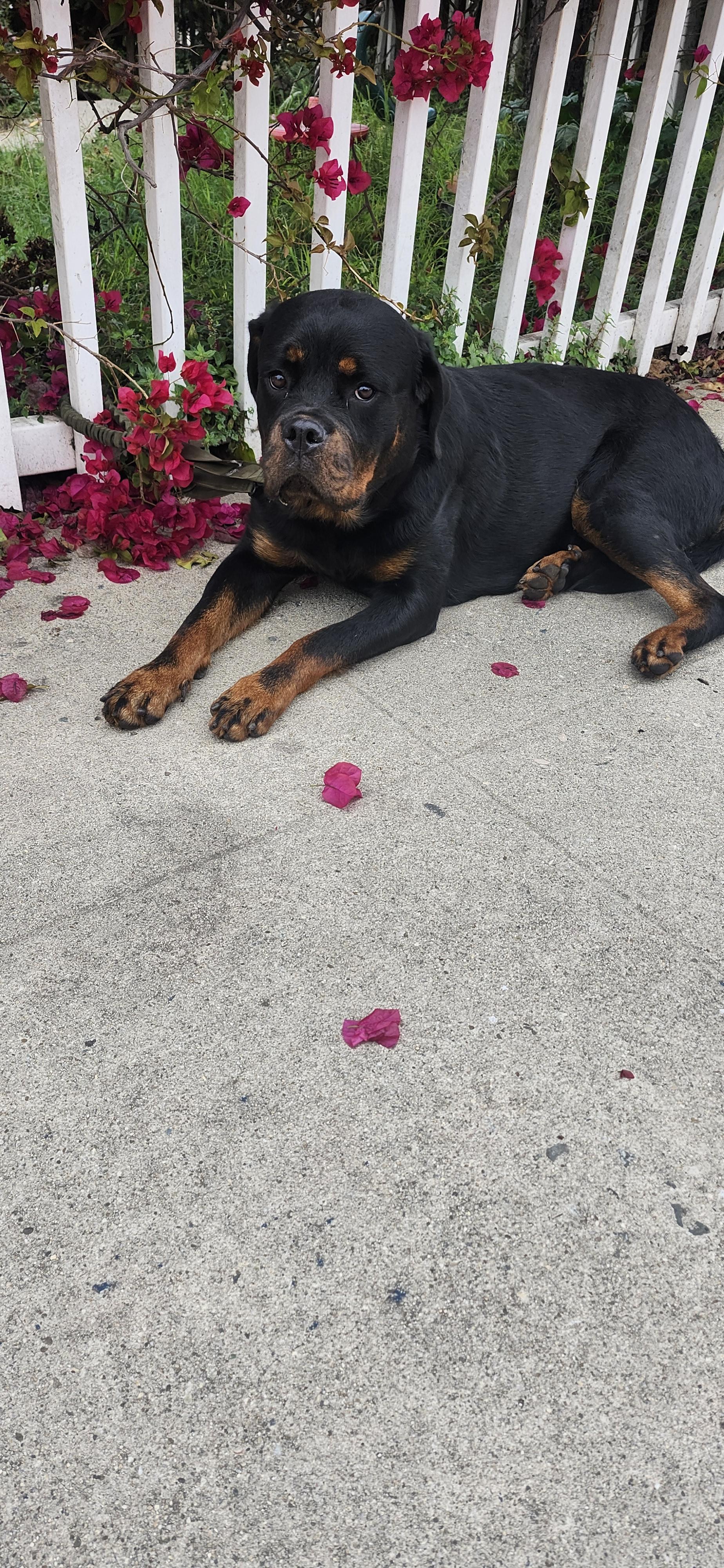 Unicorn, a Adoptable Rottweiler in Torrance, CA image 3/4
