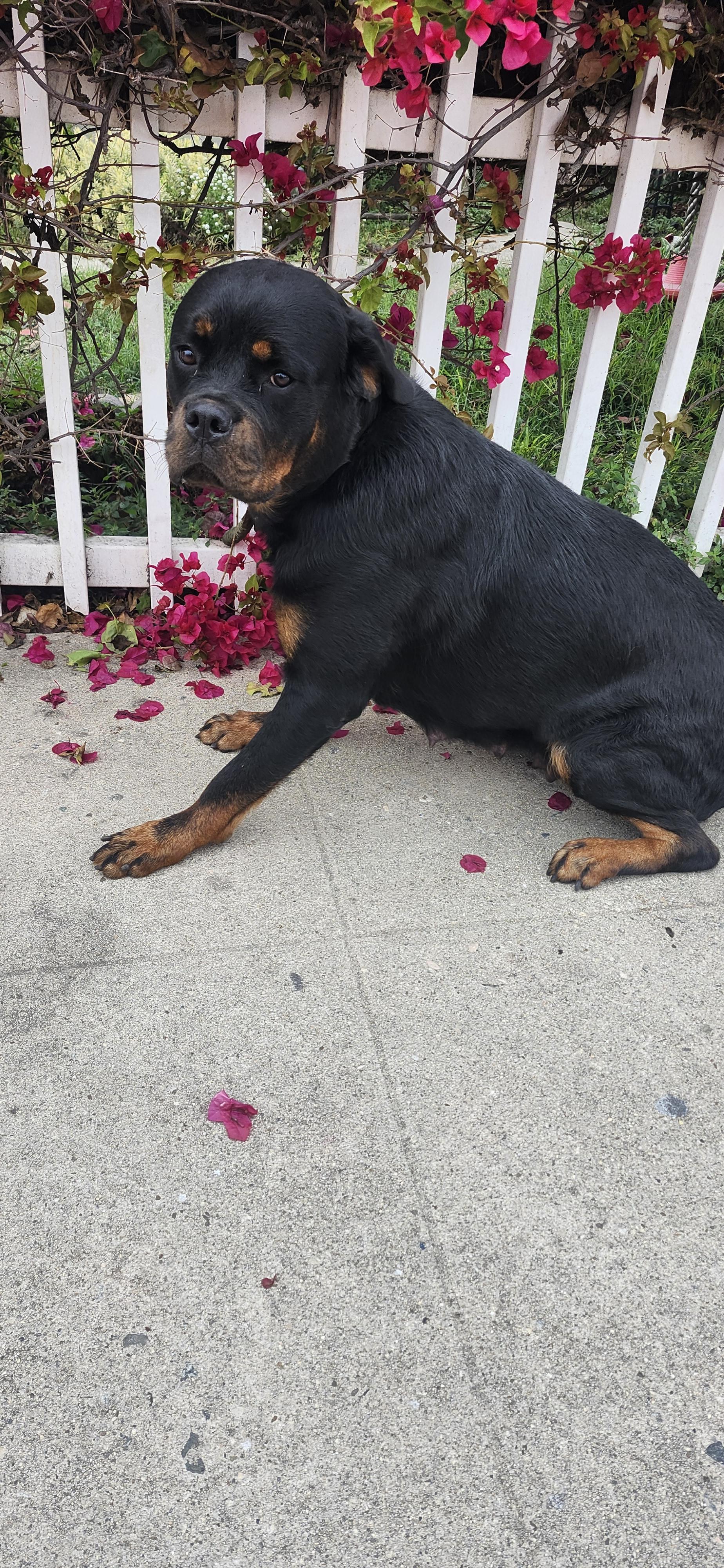Unicorn, a Adoptable Rottweiler in Torrance, CA image 4/4