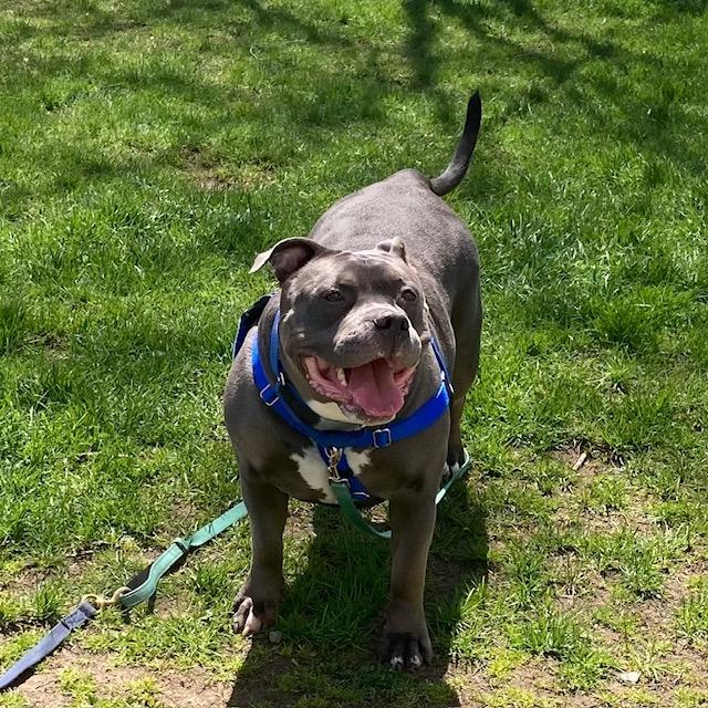 KARMA, Adoptable, Adult Female Pit Bull Terrier.