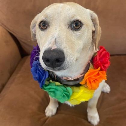 Enlarge MIA (478), a Adoptable mixed breed in Indiantown, FL image 1/5