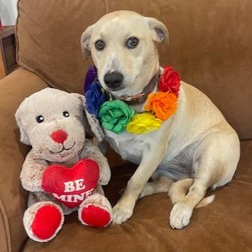 Enlarge MIA (478), a Adoptable mixed breed in Indiantown, FL image 3/5