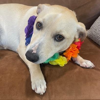 Enlarge MIA (478), a Adoptable mixed breed in Indiantown, FL image 4/5