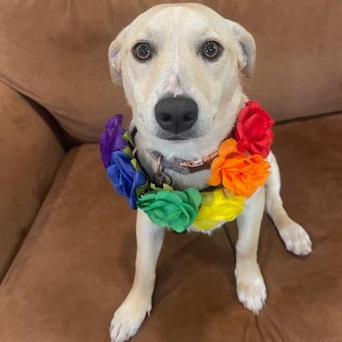 Enlarge MIA (478), a Adoptable mixed breed in Indiantown, FL image 5/5