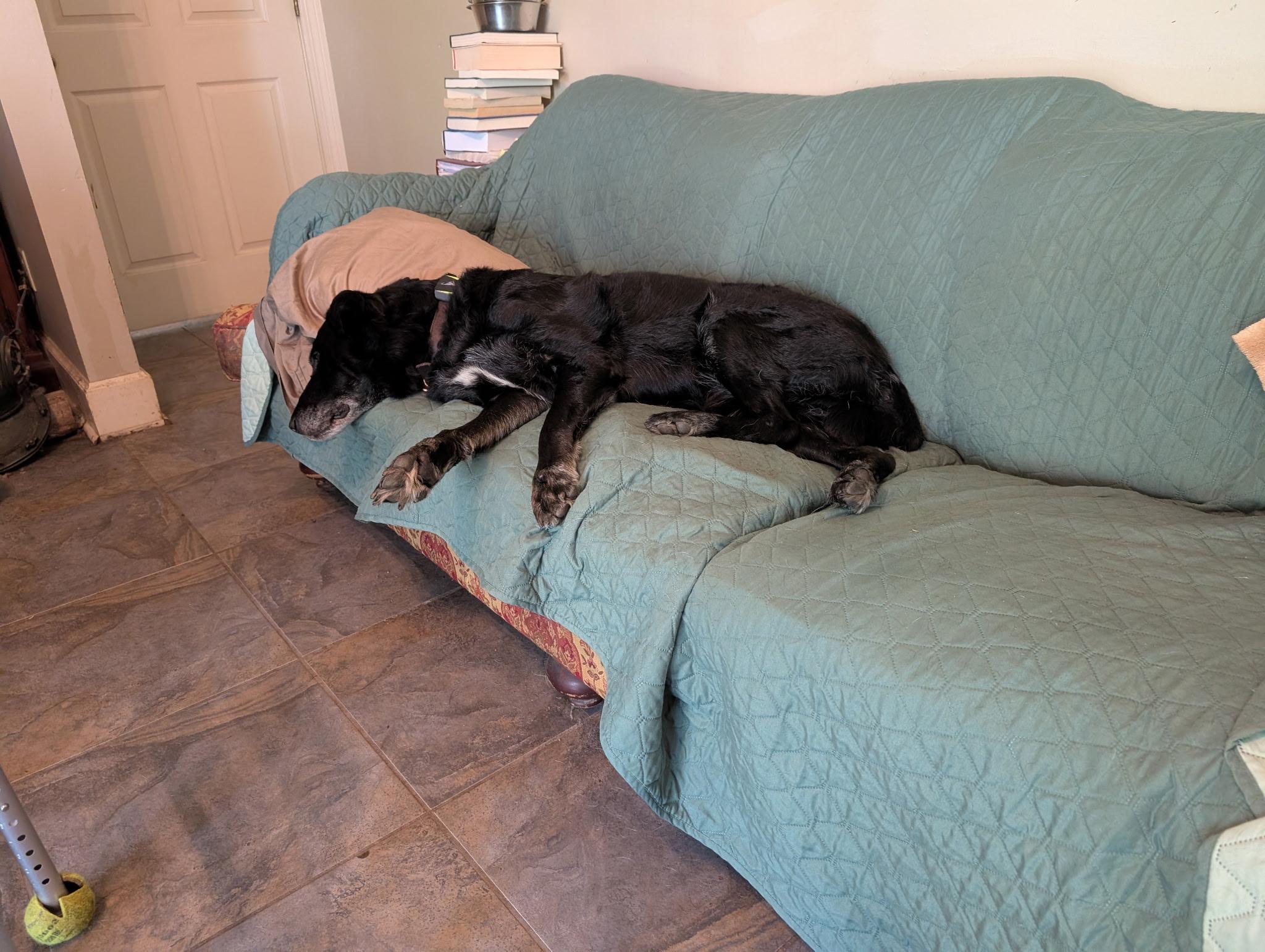 Buddy, Adopted, Senior Male German Shepherd Dog.