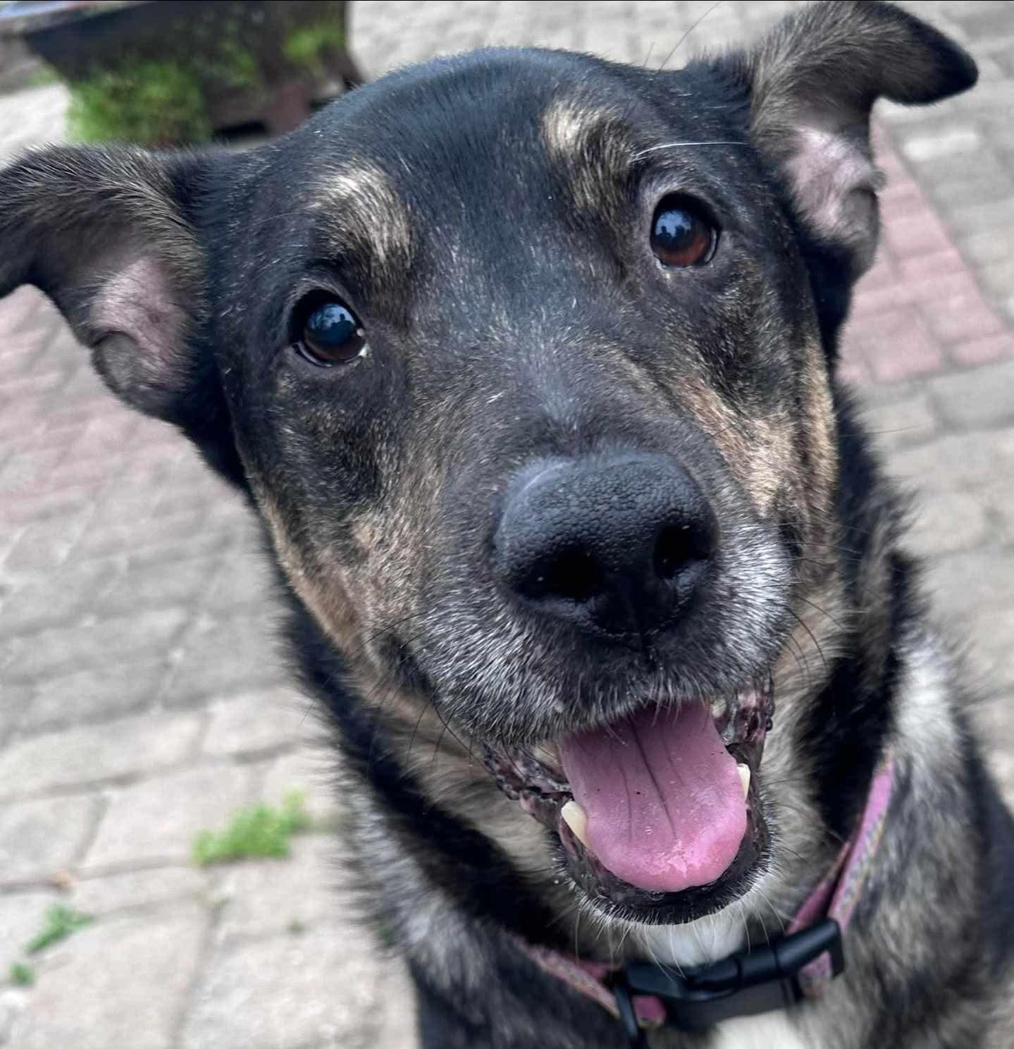 Enlarge Buddy, a Adopted mixed breed in Saucier, MS image 2/3