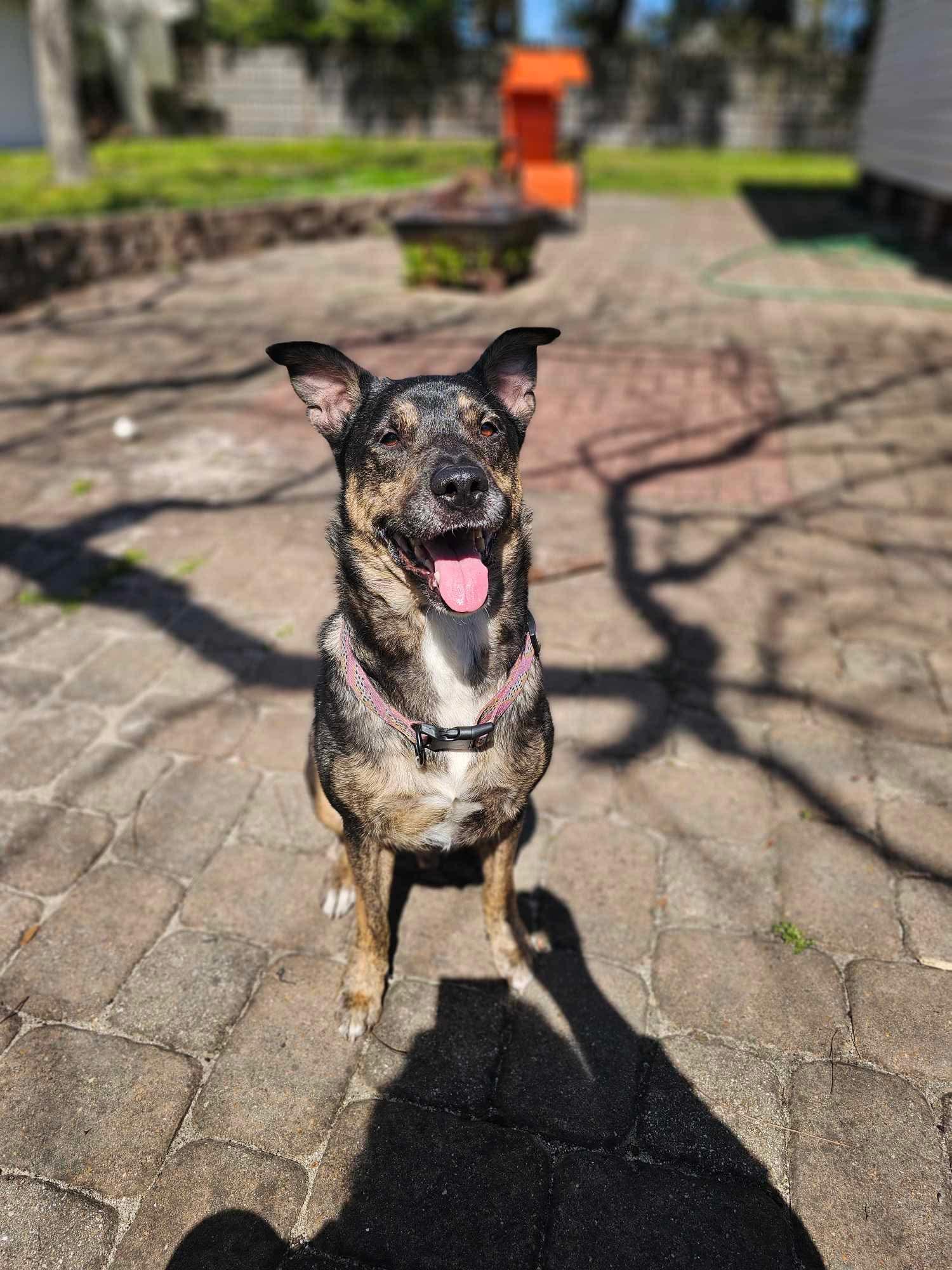Enlarge Buddy, a Adopted mixed breed in Saucier, MS image 3/3