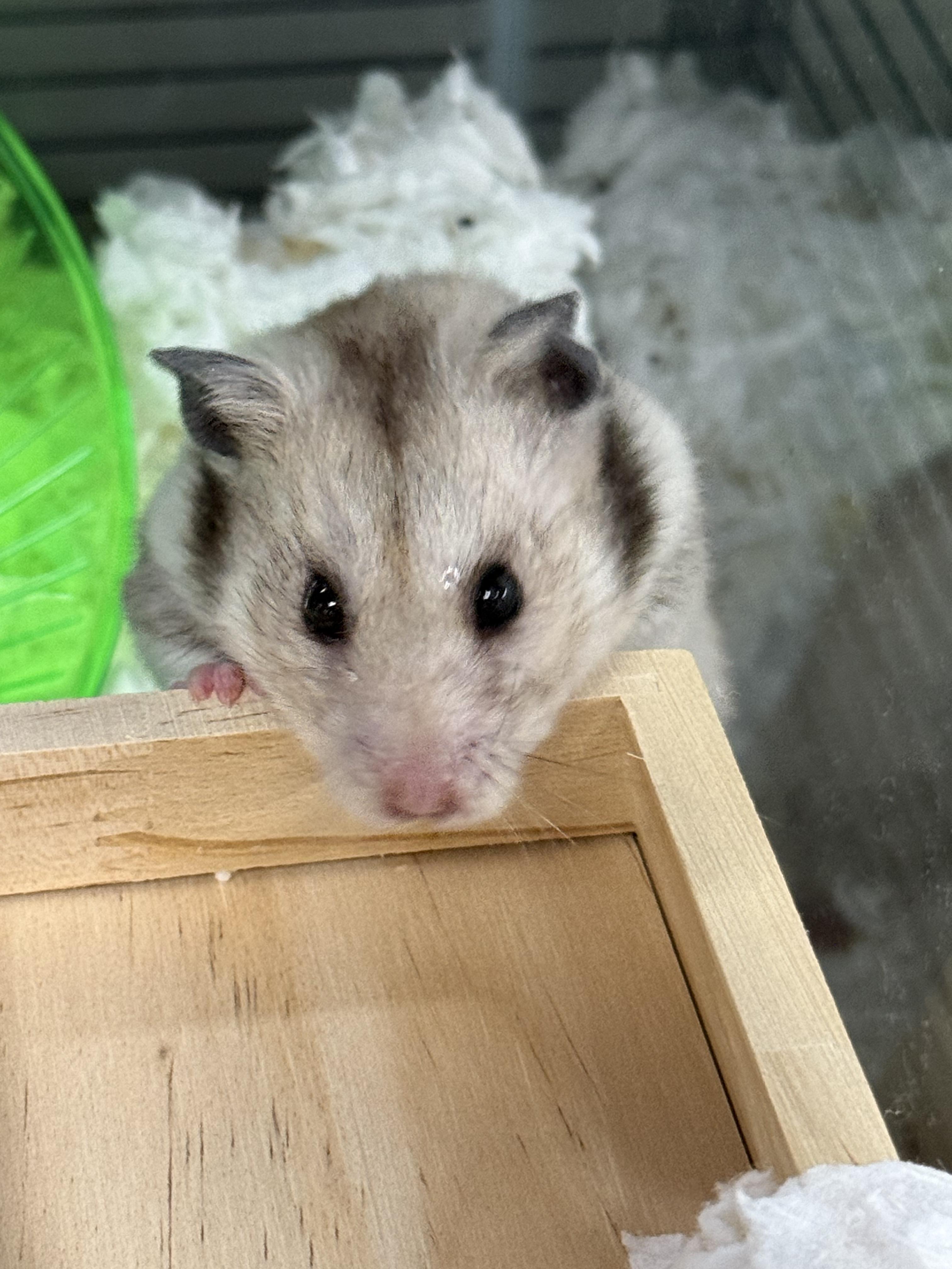 Mama Bean