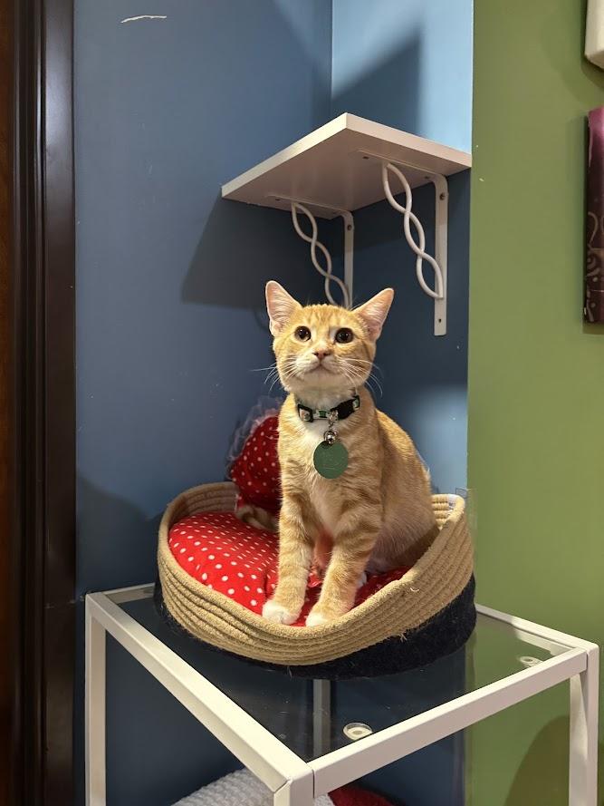 Tilly, adopted, Kitten Female Domestic Short Hair.