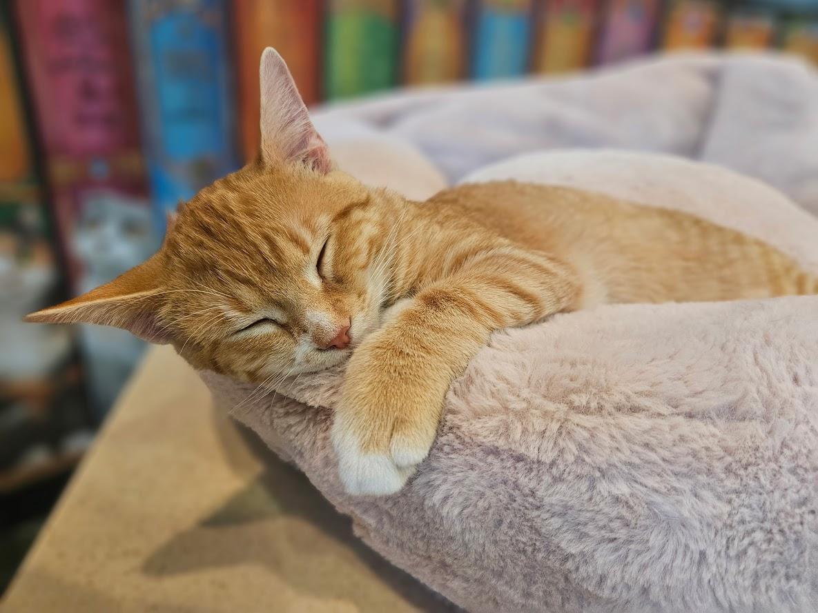 Enlarge Tilly, an adopted Domestic Short Hair in The Colony, TX image 2/2