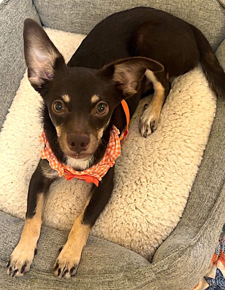 Brownie 8070, Baby Female Chihuahua