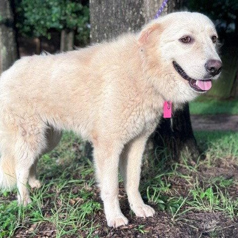 Enlarge Mandeline, a Adoptable Great Pyrenees in Sims, NC image 6/6