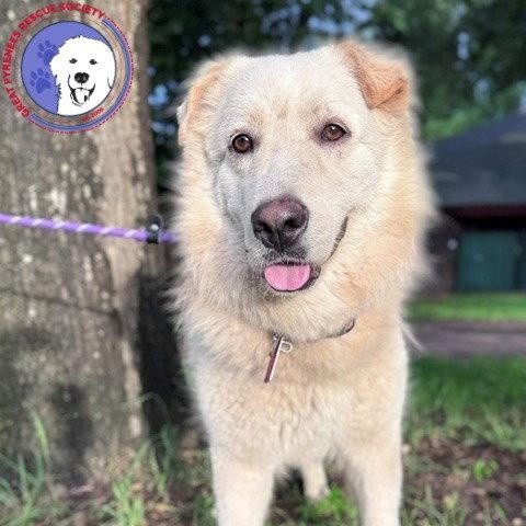 Mandeline, Adoptable, Young Female Great Pyrenees.