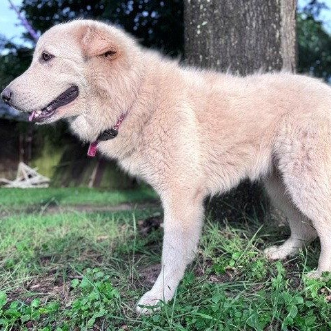 Enlarge Mandeline, a Adoptable Great Pyrenees in Sims, NC image 4/6