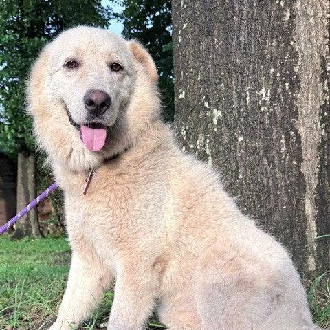 Enlarge Mandeline, a Adoptable Great Pyrenees in Sims, NC image 5/6