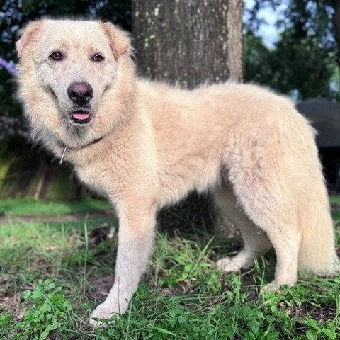 Enlarge Mandeline, a Adoptable Great Pyrenees in Sims, NC image 3/6