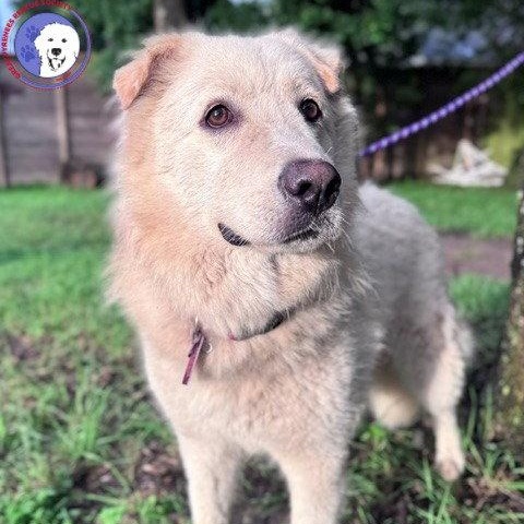 Enlarge Mandeline, a Adoptable Great Pyrenees in Sims, NC image 2/6
