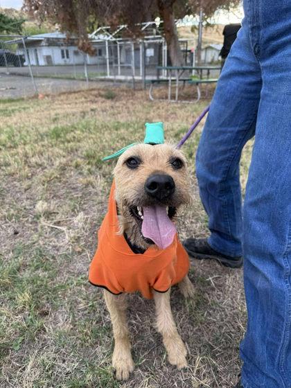 Enlarge Starstruck, a Adoptable mixed breed in Lewiston, ID image 1/6