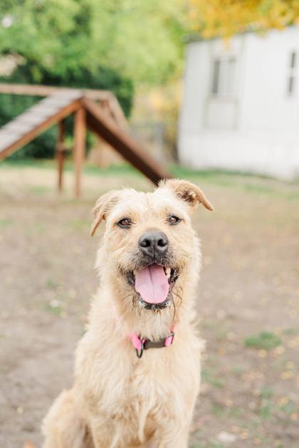 Enlarge Starstruck, a Adoptable mixed breed in Lewiston, ID image 2/6