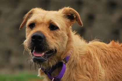Enlarge Starstruck, a Adoptable mixed breed in Lewiston, ID image 3/6