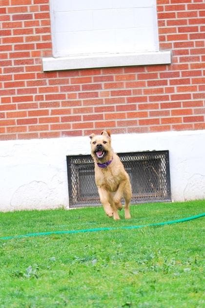 Enlarge Starstruck, a Adoptable mixed breed in Lewiston, ID image 4/6