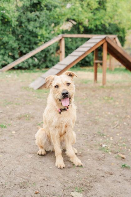 Enlarge Starstruck, a Adoptable mixed breed in Lewiston, ID image 5/6