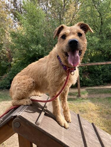Enlarge Starstruck, a Adoptable mixed breed in Lewiston, ID image 6/6