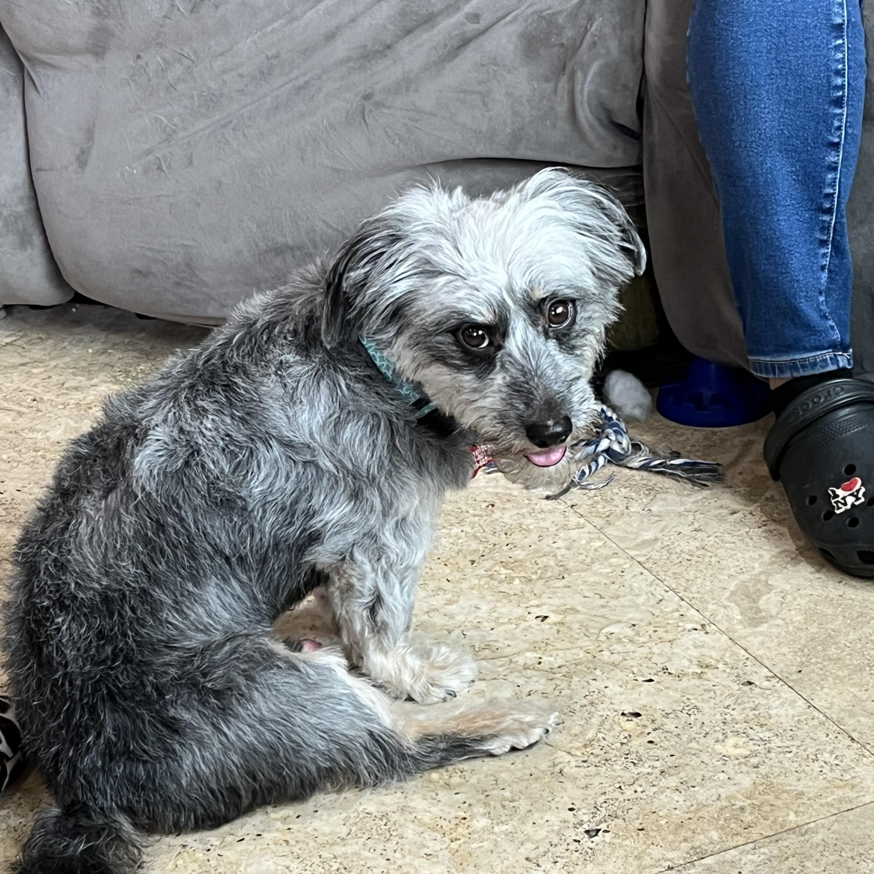 BUDDY, an adoptable Schnoodle in Boca Raton, FL, 33432 | Photo Image 1