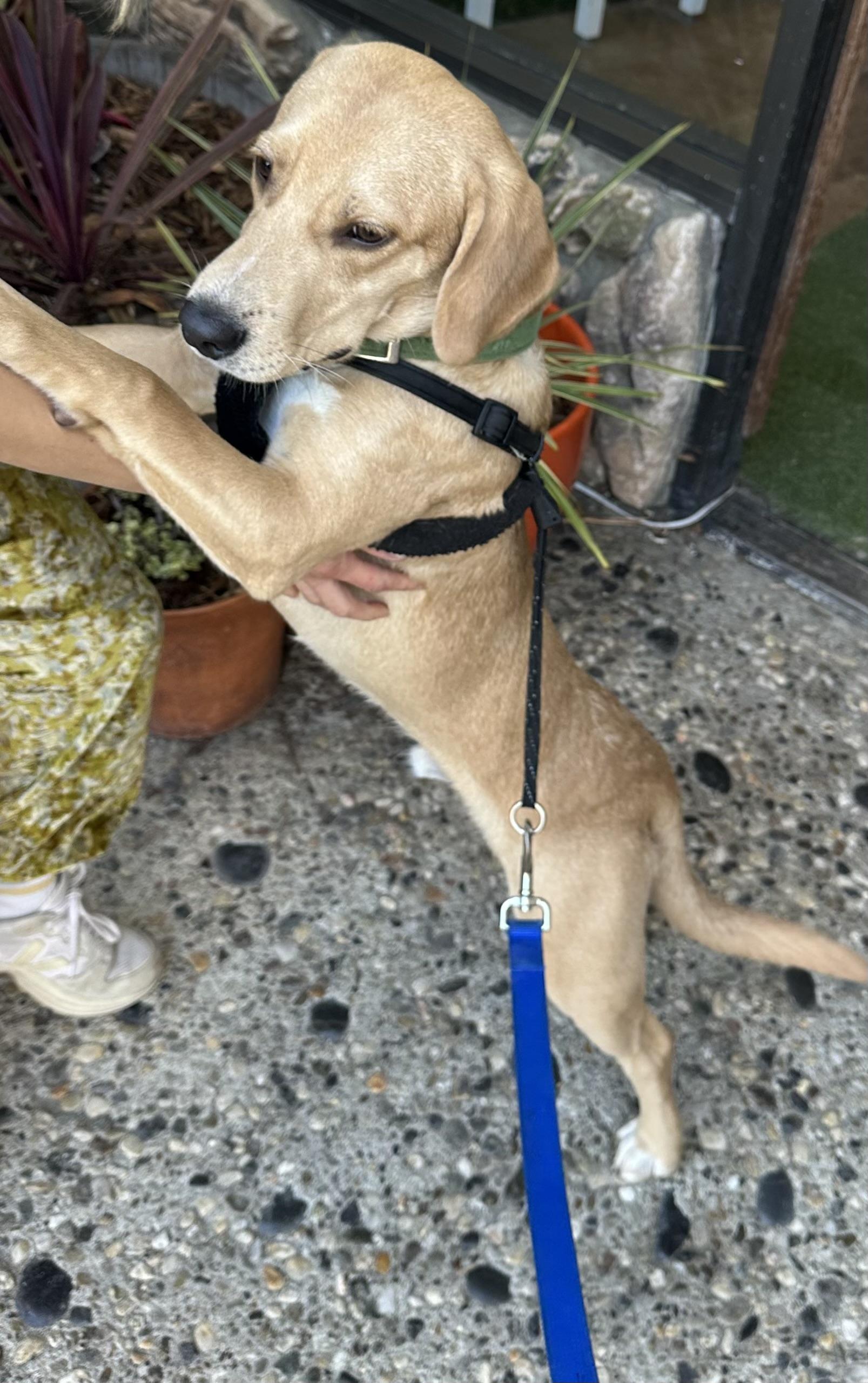 Enlarge Bobby, a ADOPTABLE mixed breed in Santa Cruz, CA image 1/4