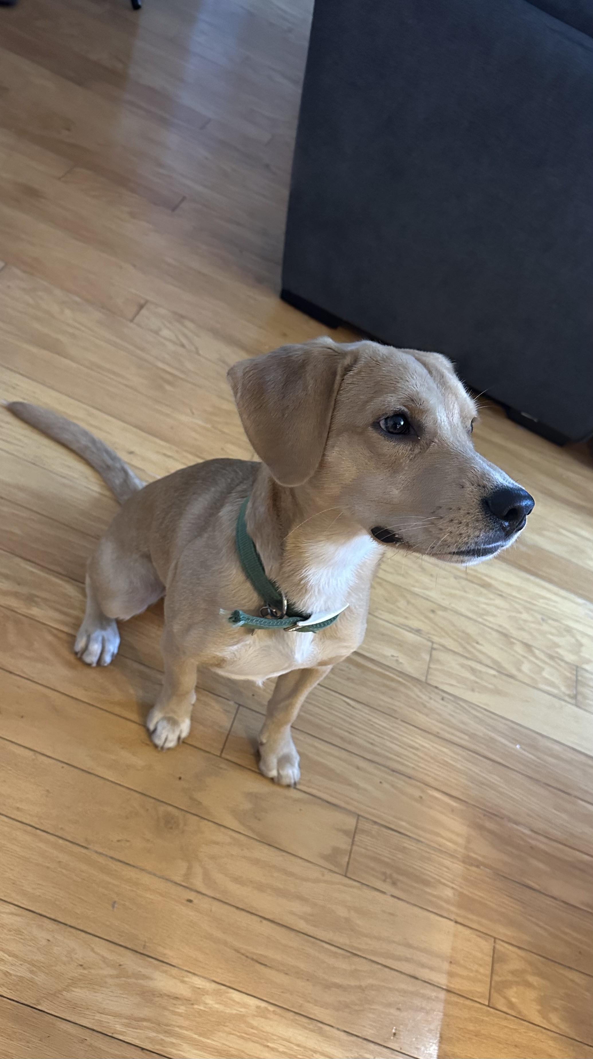 Bobby, ADOPTABLE, Young Male Beagle & Yellow Labrador Retriever.