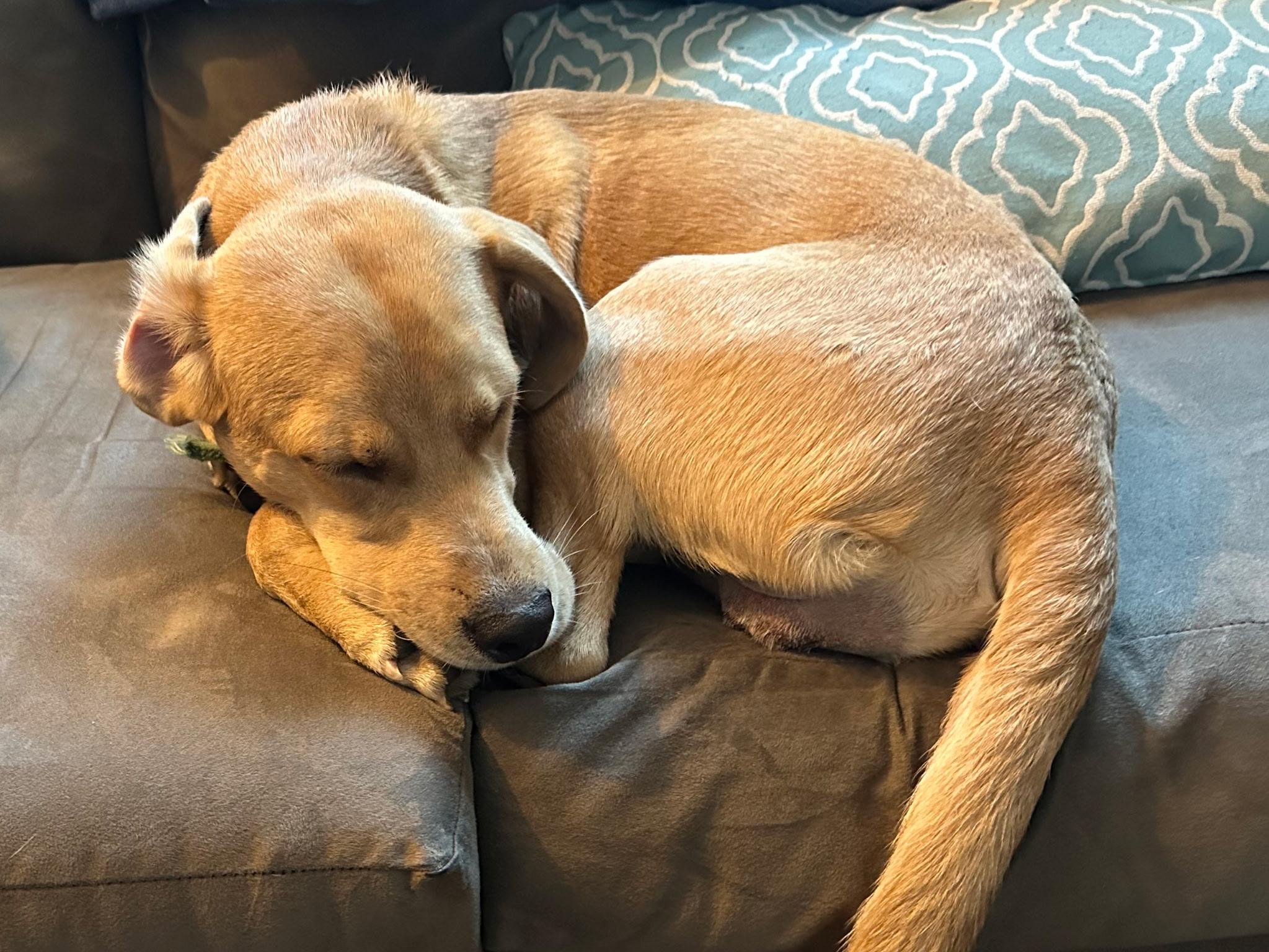 Enlarge Bobby, a ADOPTABLE mixed breed in Santa Cruz, CA image 3/4
