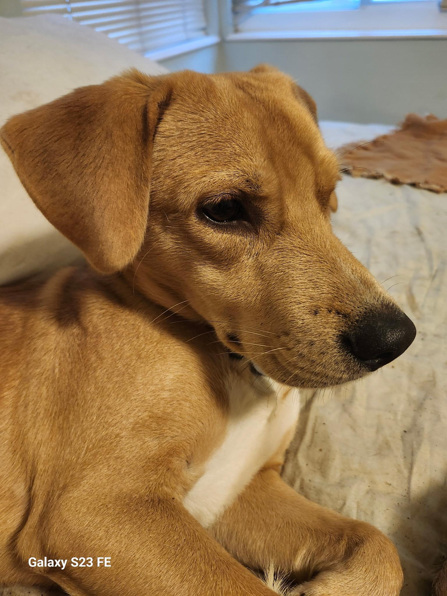 Enlarge Bobby, a ADOPTABLE mixed breed in Santa Cruz, CA image 4/4