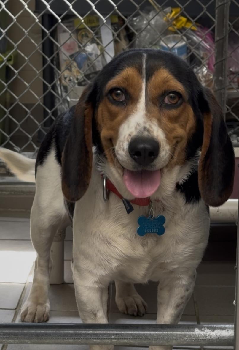 Enlarge June, an adopted mixed breed in Wantagh, NY image 1/1