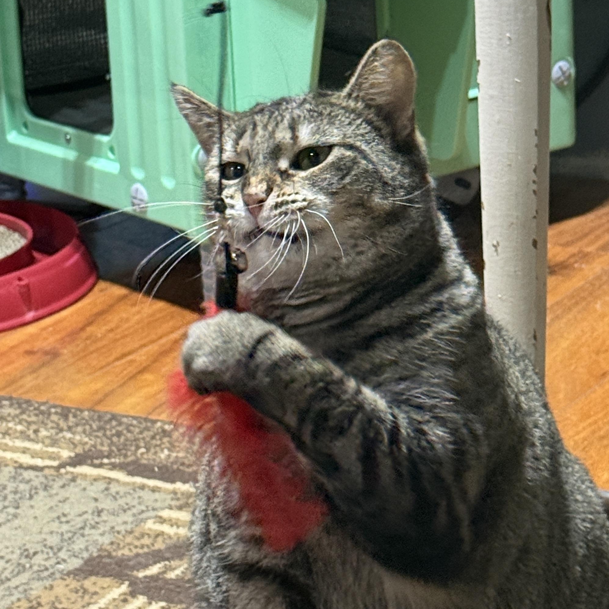 Enlarge Josie, a Adoptable American Shorthair in Schenectady, NY image 4/5