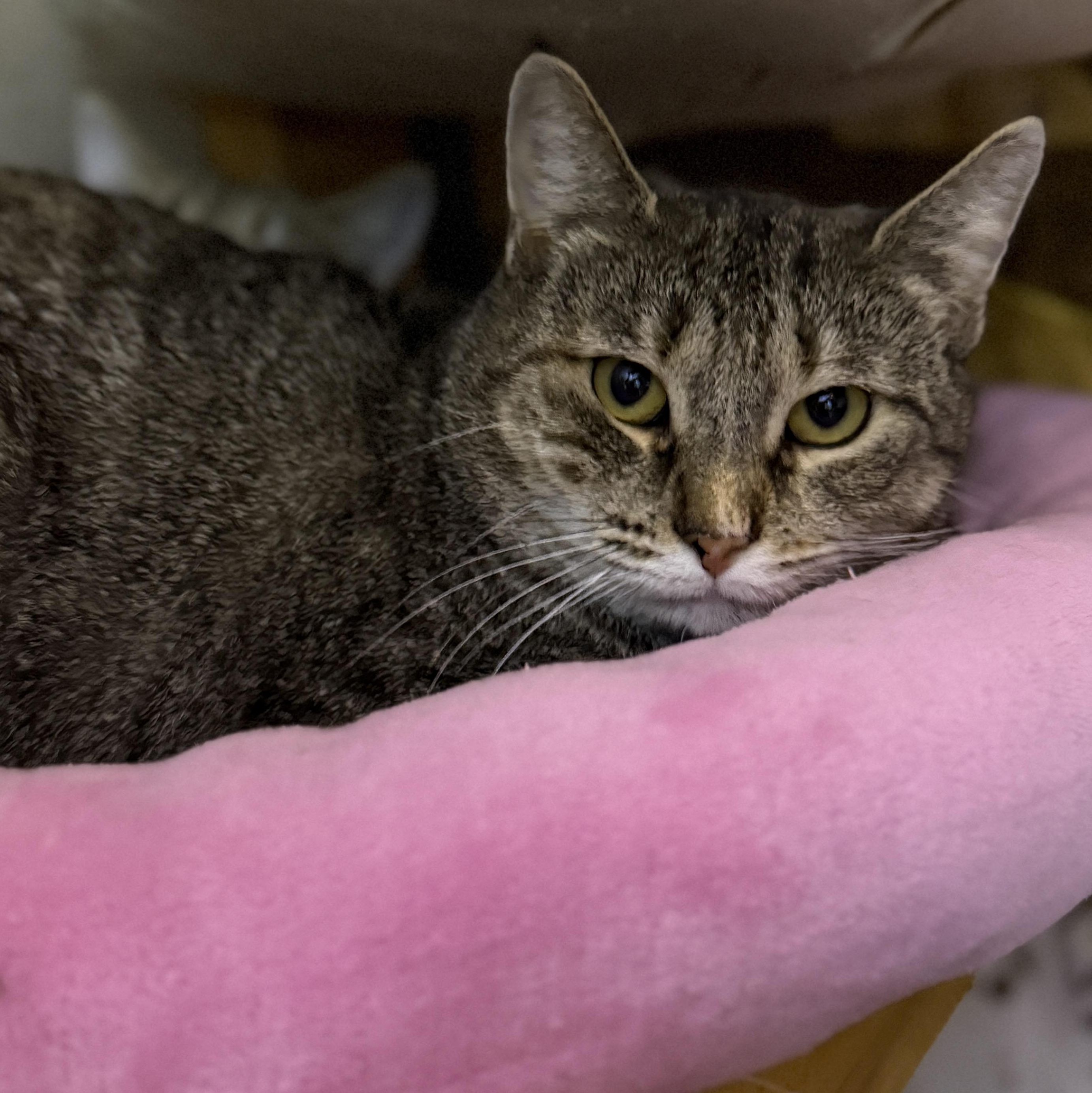 Enlarge Josie, a Adoptable American Shorthair in Schenectady, NY image 2/2