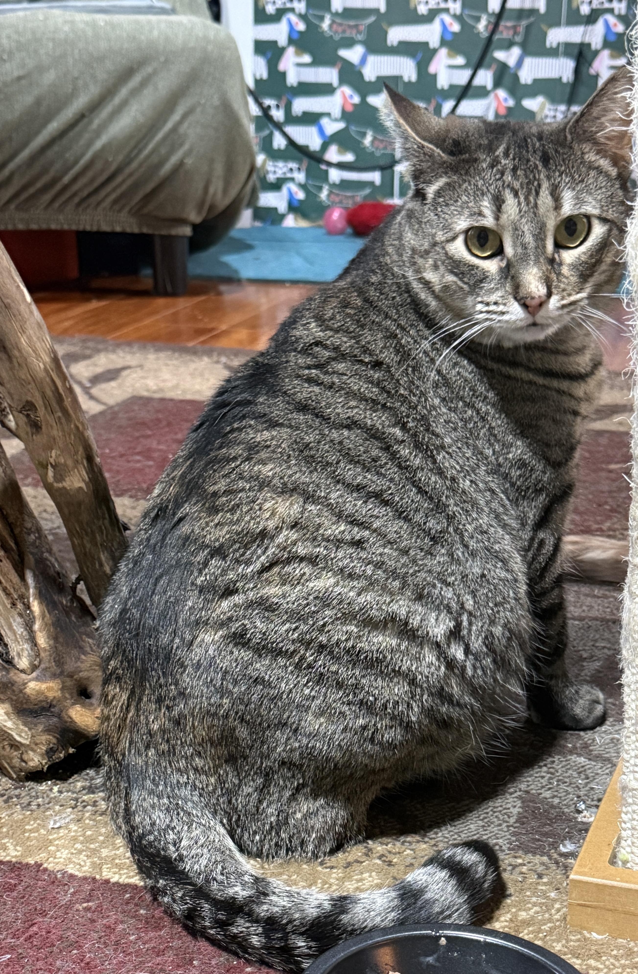Enlarge Josie, a Adoptable American Shorthair in Schenectady, NY image 2/5
