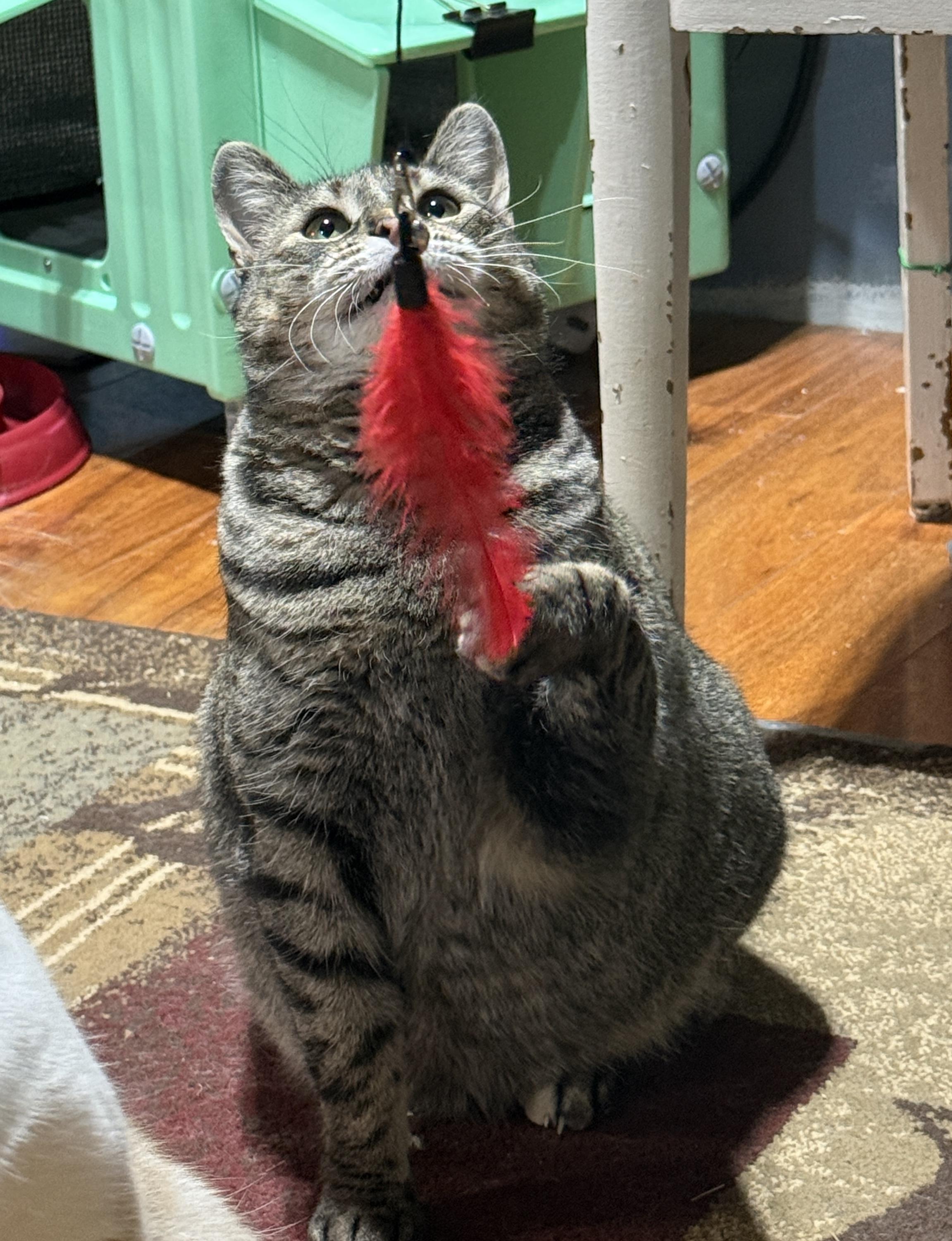 Enlarge Josie, a Adoptable American Shorthair in Schenectady, NY image 1/5