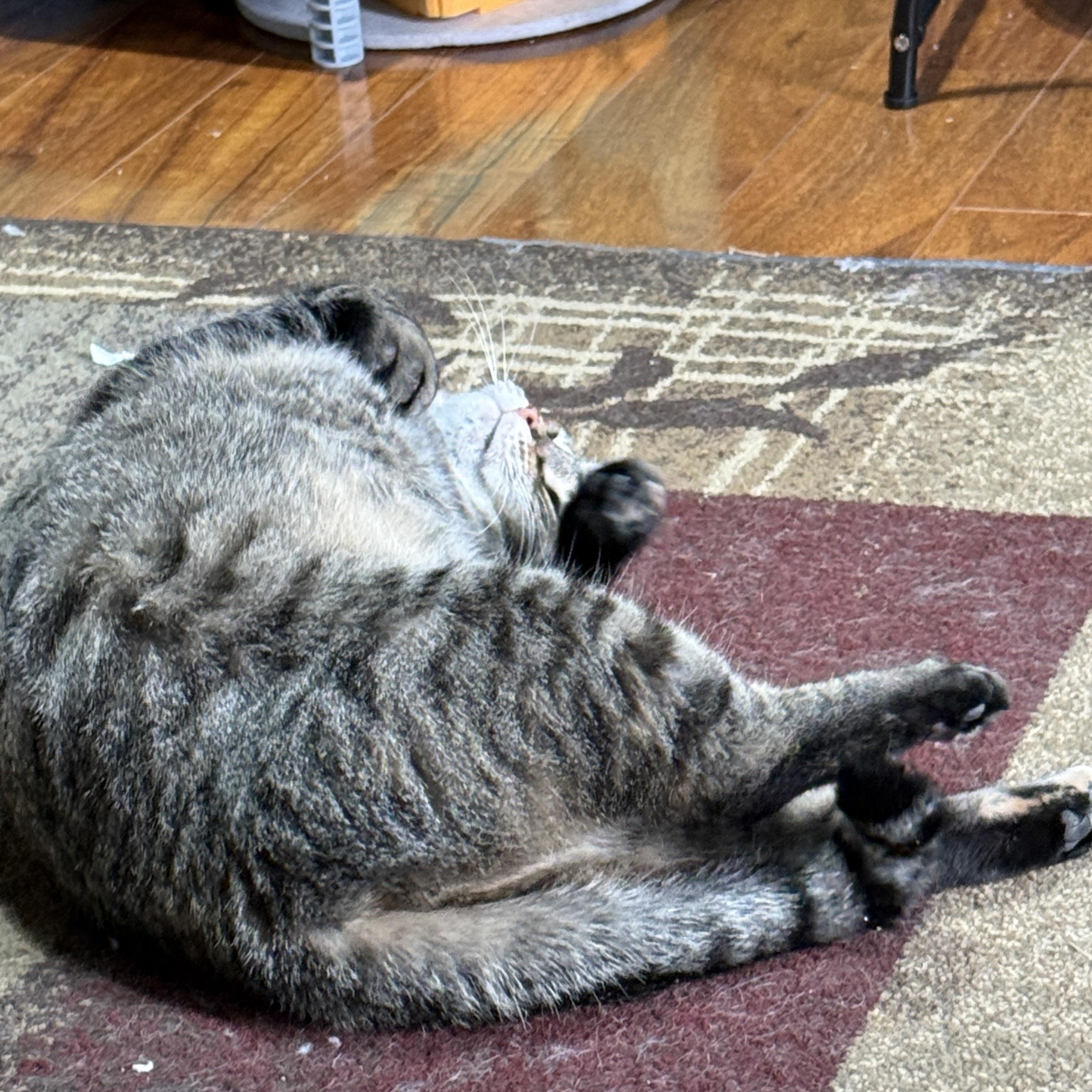 Enlarge Josie, a Adoptable American Shorthair in Schenectady, NY image 5/5