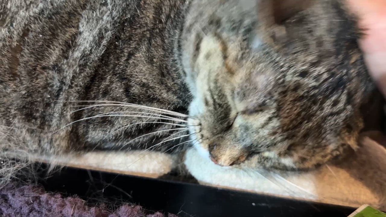 Enlarge Josie, a Adoptable American Shorthair in Schenectady, NY video 5/5