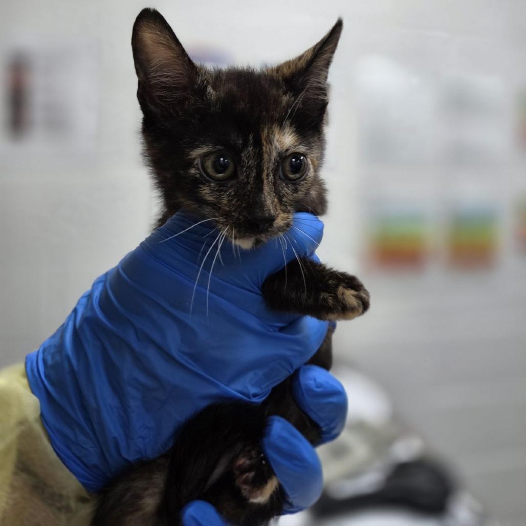 Enlarge Chauvet, a Adoptable Domestic Short Hair in Incline Village, NV image 1/1