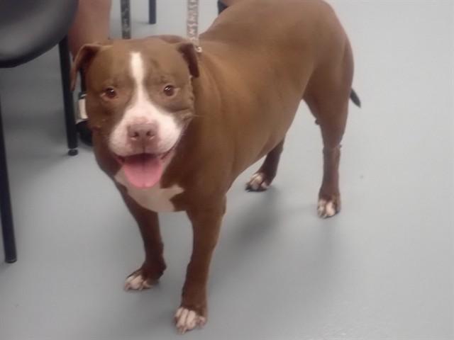 Enlarge FRED, a Adoptable Pit Bull Terrier in Saint Cloud, FL image 1/1