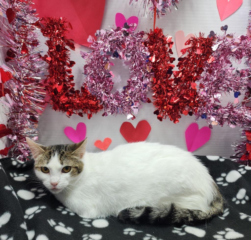 Enlarge Bliss, a Adoptable mixed breed in Washington Court House, OH image 1/1