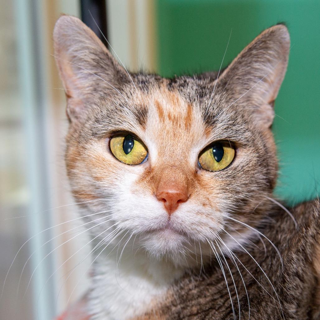 Enlarge Kaka, a Adoptable Domestic Short Hair in Boston, MA image 1/2