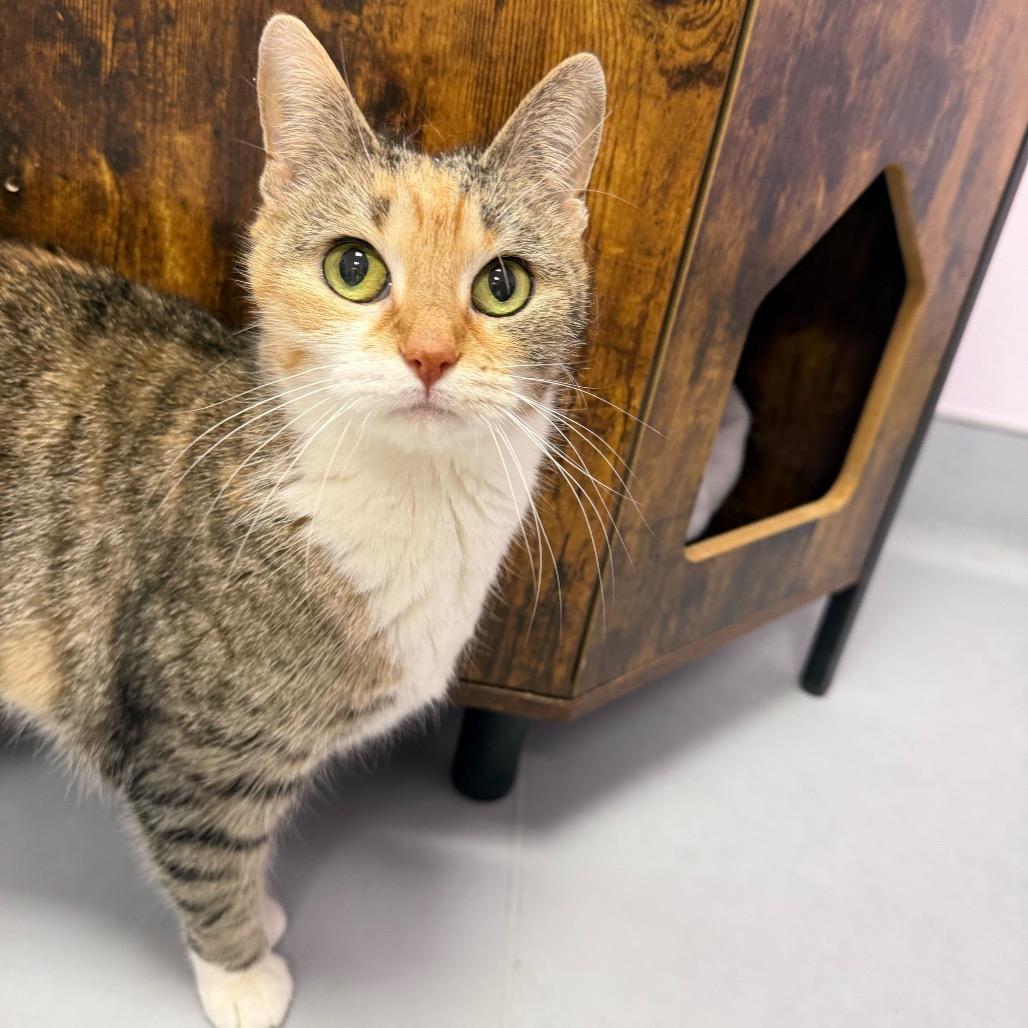 Enlarge Kaka, a Adoptable Domestic Short Hair in Boston, MA image 2/2