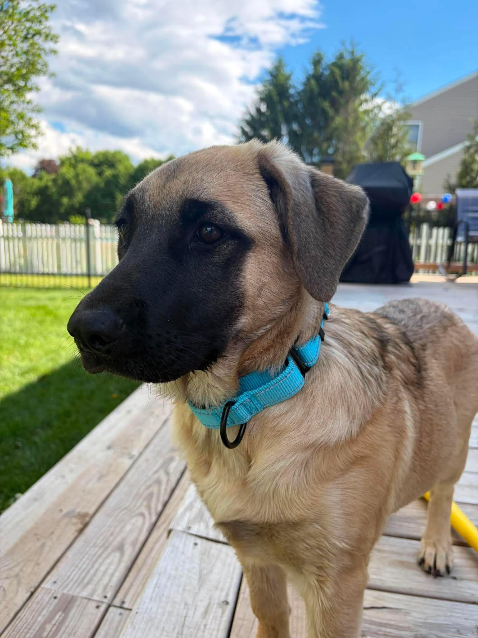 Enlarge Dezi, a Adoptable mixed breed in Argyle, NY image 4/6