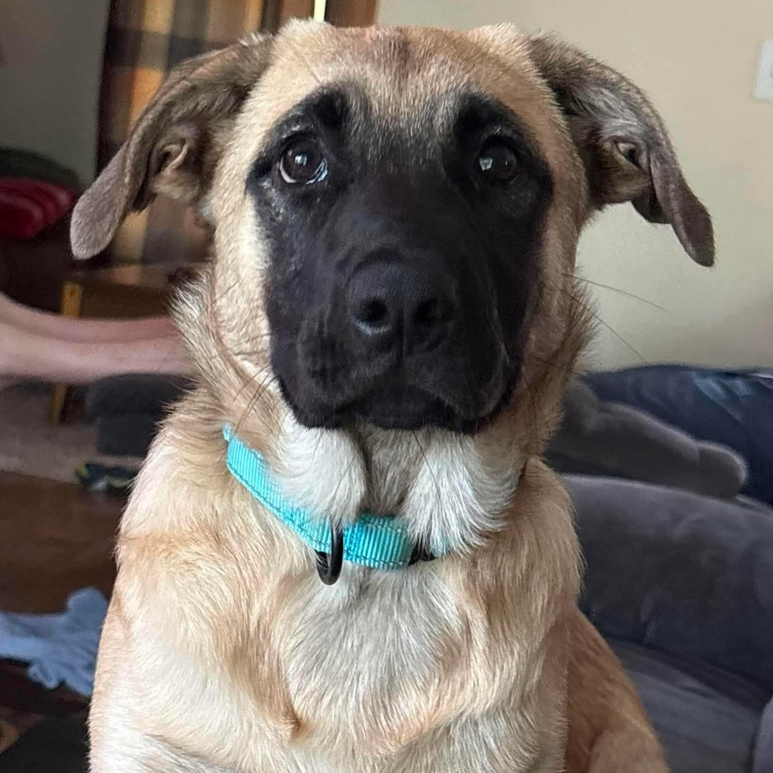 Enlarge Dezi, a Adoptable mixed breed in Argyle, NY image 2/6