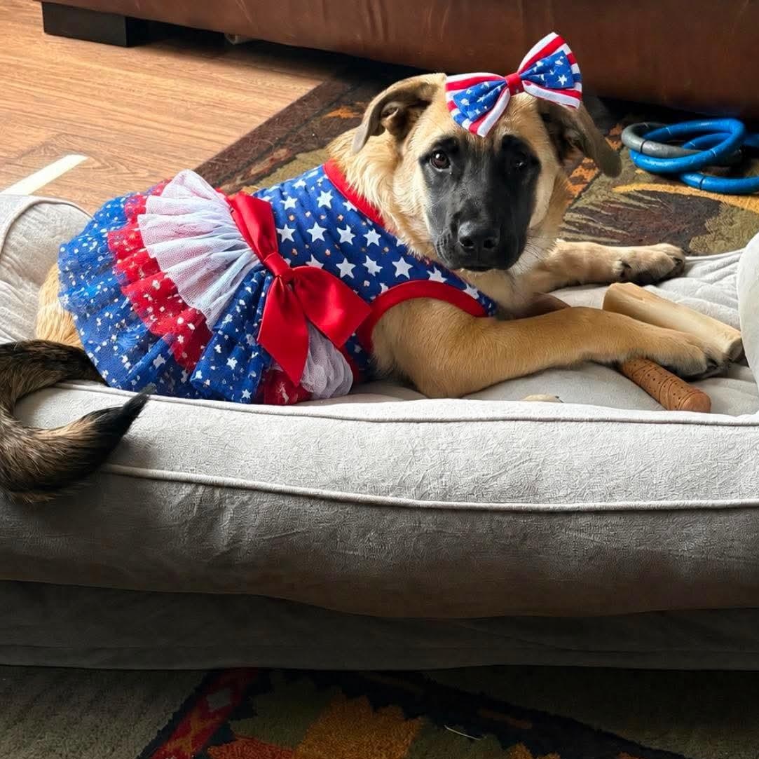 Dezi, Adoptable, Puppy Female Anatolian Shepherd.