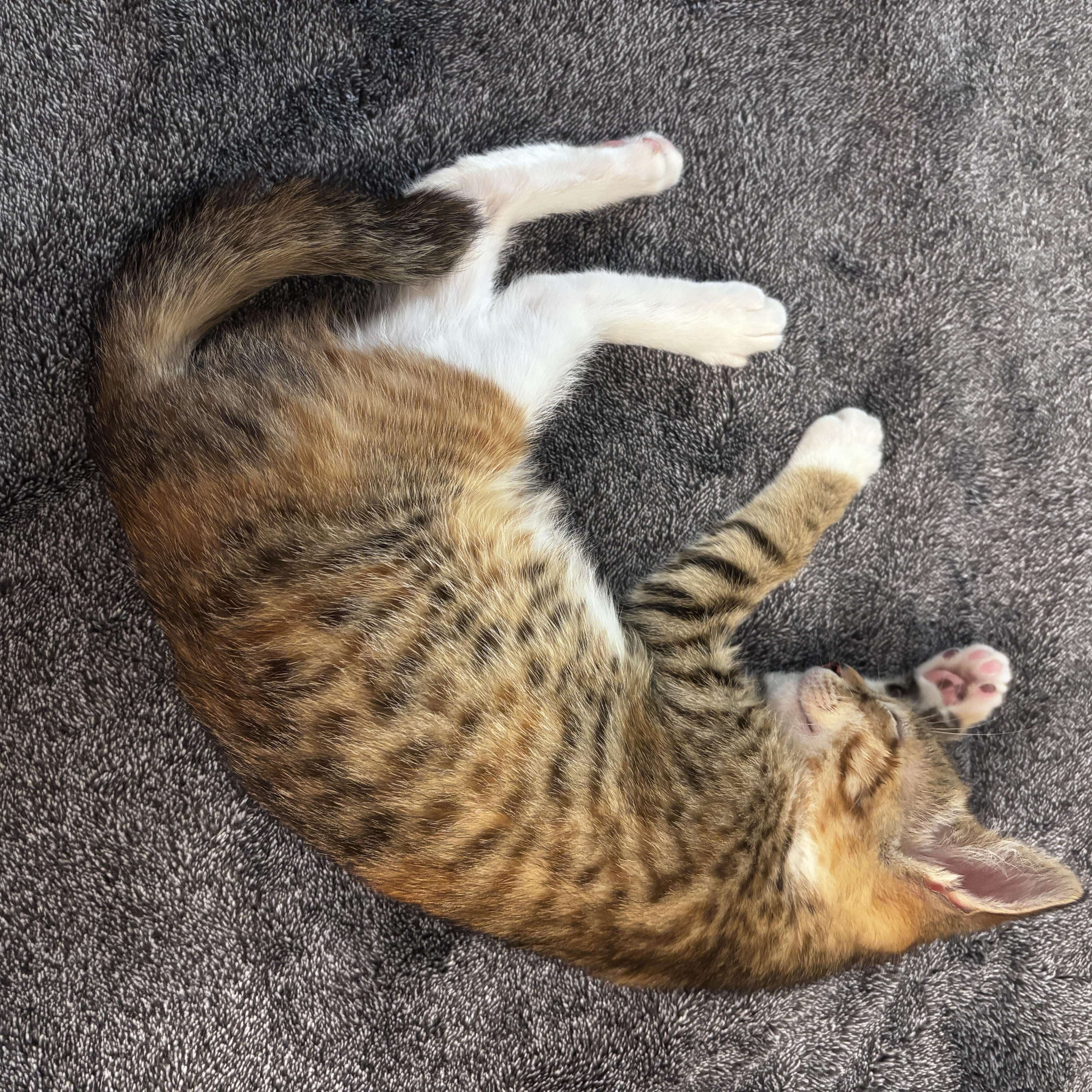 Cinnamon, an adoptable Domestic Short Hair in Davis, CA image 3/6